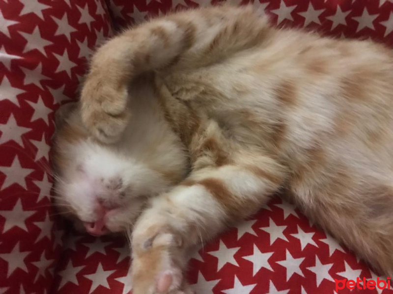 Sarman, Kedi  Fındık fotoğrafı