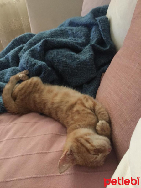 Sarman, Kedi  Fındık fotoğrafı