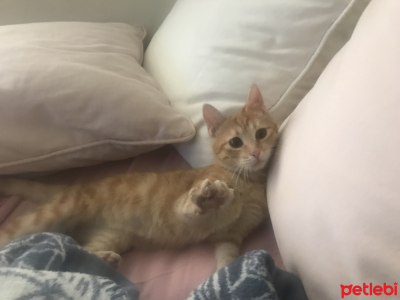 Sarman, Kedi  Fındık fotoğrafı