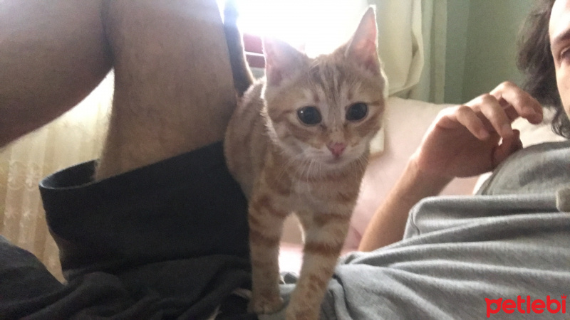 Sarman, Kedi  Fındık fotoğrafı