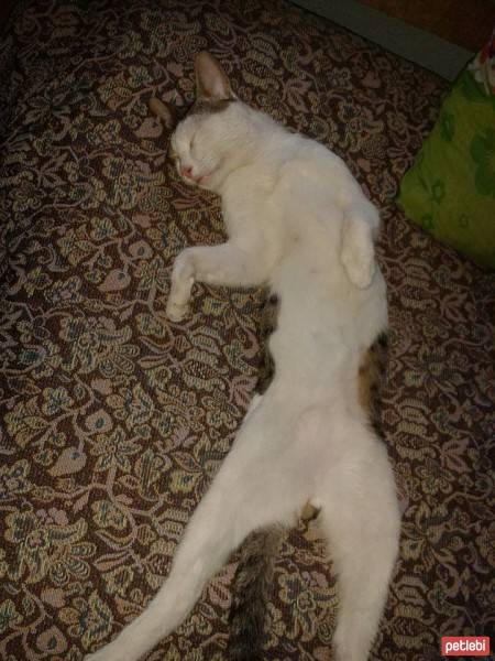 European Shorthair, Kedi  Boncuk fotoğrafı