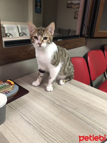 Bombay, Kedi  MİNNAK VE BEYAZ fotoğrafı