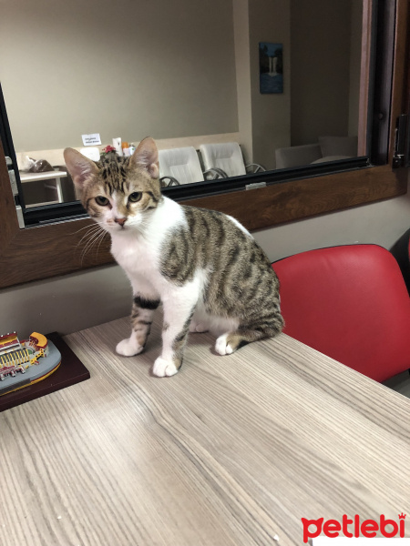 Bombay, Kedi  MİNNAK VE BEYAZ fotoğrafı