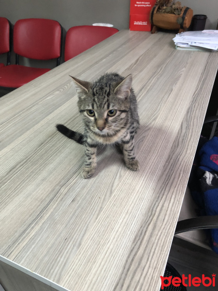 Bombay, Kedi  MİNNAK VE BEYAZ fotoğrafı