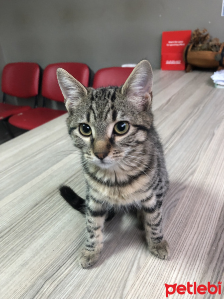 Bombay, Kedi  MİNNAK VE BEYAZ fotoğrafı