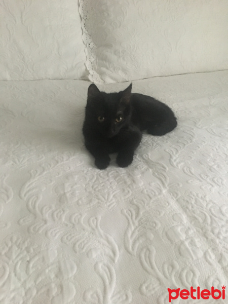 Tekir Kedi, Kedi  Java fotoğrafı