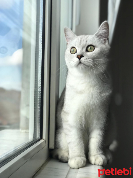 British Shorthair, Kedi  Bilbo baggins fotoğrafı