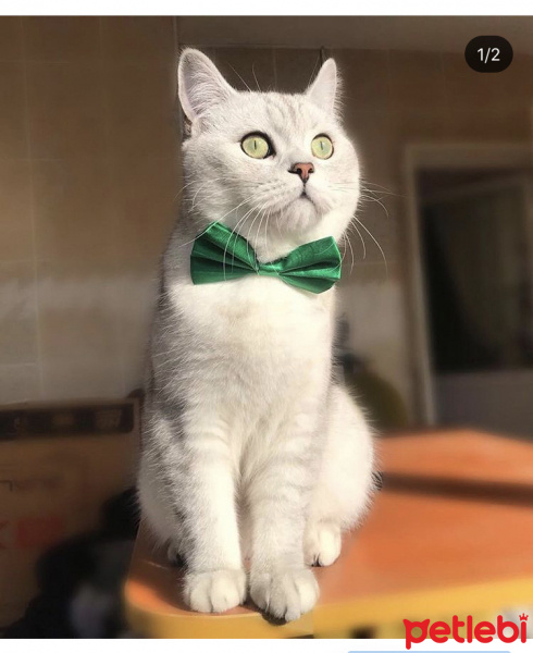 British Shorthair, Kedi  Bilbo baggins fotoğrafı