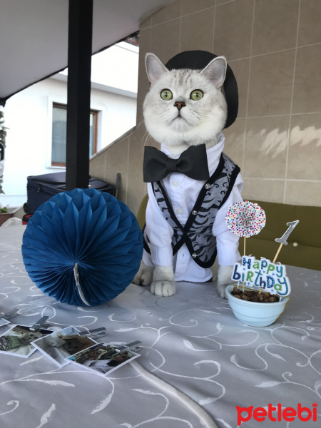 British Shorthair, Kedi  Bilbo baggins fotoğrafı
