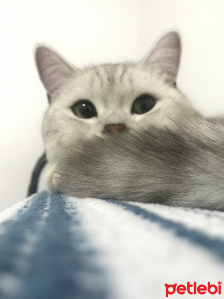 British Shorthair, Kedi  Bilbo baggins fotoğrafı
