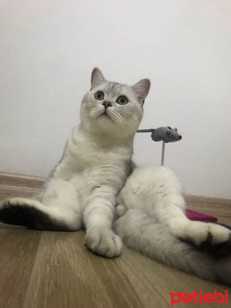British Shorthair, Kedi  Bilbo baggins fotoğrafı