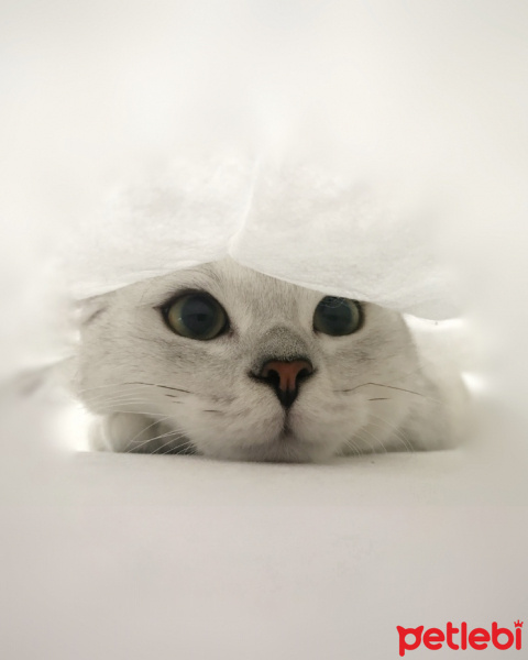 British Shorthair, Kedi  Bilbo baggins fotoğrafı