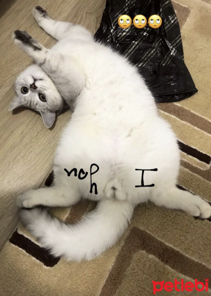 British Shorthair, Kedi  Bilbo baggins fotoğrafı