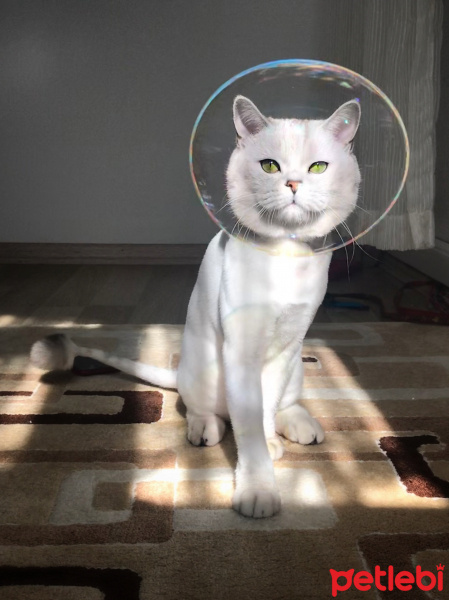 British Shorthair, Kedi  Bilbo baggins fotoğrafı