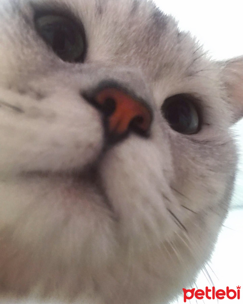 British Shorthair, Kedi  Bilbo baggins fotoğrafı
