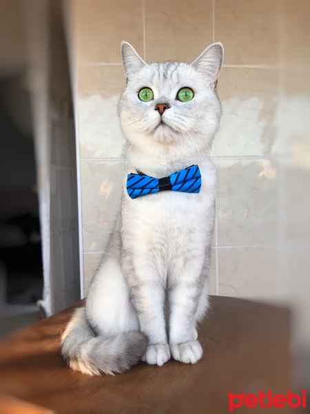 British Shorthair, Kedi  Bilbo baggins fotoğrafı