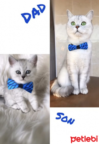 British Shorthair, Kedi  Bilbo baggins fotoğrafı