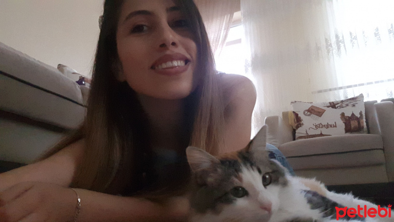 Tekir Kedi, Kedi  Mia fotoğrafı