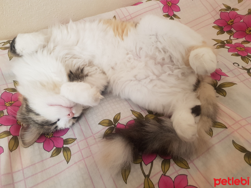 Tekir Kedi, Kedi  Mia fotoğrafı