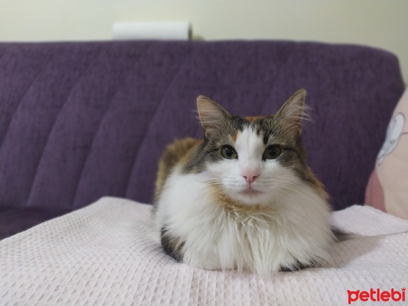 Tekir Kedi, Kedi  Mia fotoğrafı