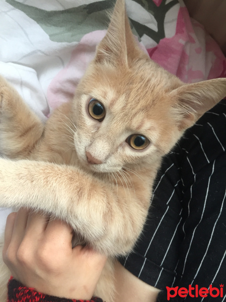 Sarman, Kedi  Şef fotoğrafı