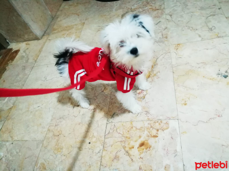 Maltese, Köpek  bobby fotoğrafı