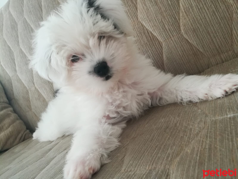 Maltese, Köpek  bobby fotoğrafı