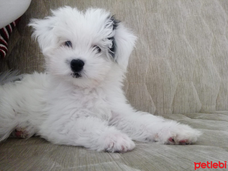 Maltese, Köpek  bobby fotoğrafı