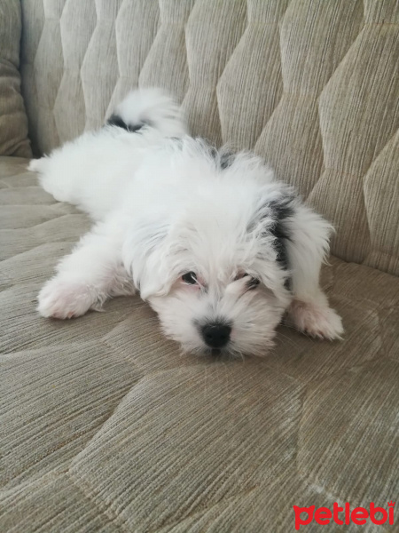 Maltese, Köpek  bobby fotoğrafı
