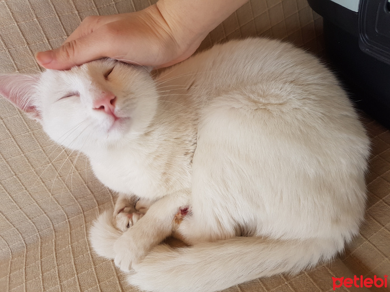 Tekir Kedi, Kedi  Terk edilmis ya da evden kaçmış cok uysal evkedisi fotoğrafı