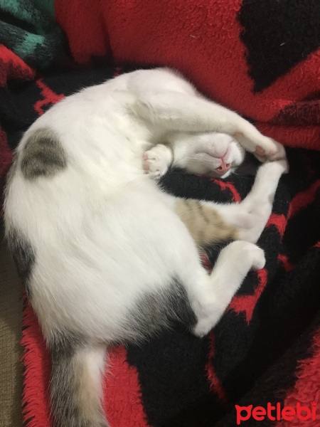 Tekir Kedi, Kedi  OVA fotoğrafı