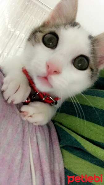 Tekir Kedi, Kedi  OVA fotoğrafı
