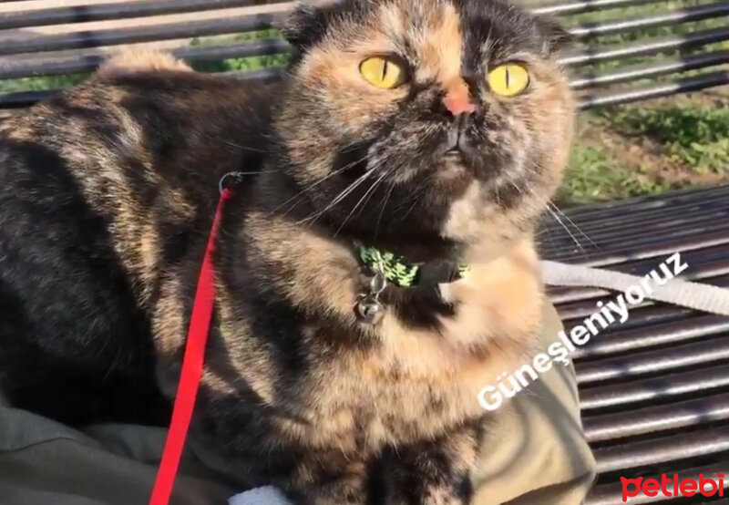 Scottish Fold, Kedi  Lucy fotoğrafı