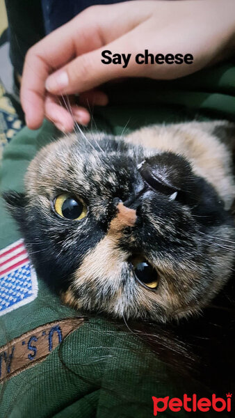 Scottish Fold, Kedi  Lucy fotoğrafı