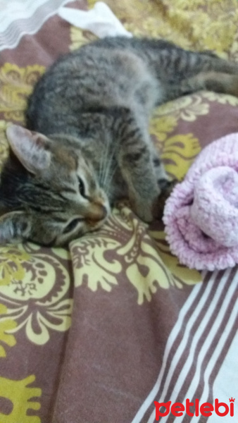 Tekir Kedi, Kedi  frida fotoğrafı