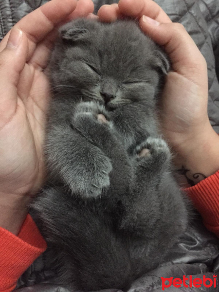 Scottish Fold, Kedi  Çörek fotoğrafı