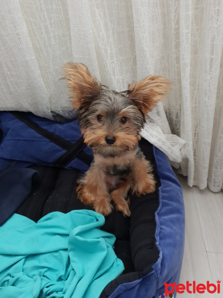 Yorkshire Terrier, Köpek  BODY fotoğrafı