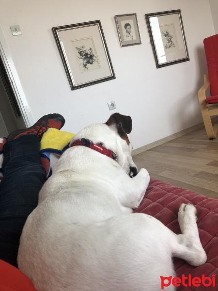 Jack Russell Terrier, Köpek  Enver fotoğrafı