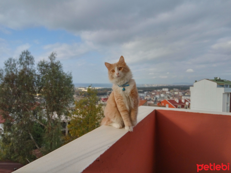 Tekir Kedi, Kedi  Paşa fotoğrafı