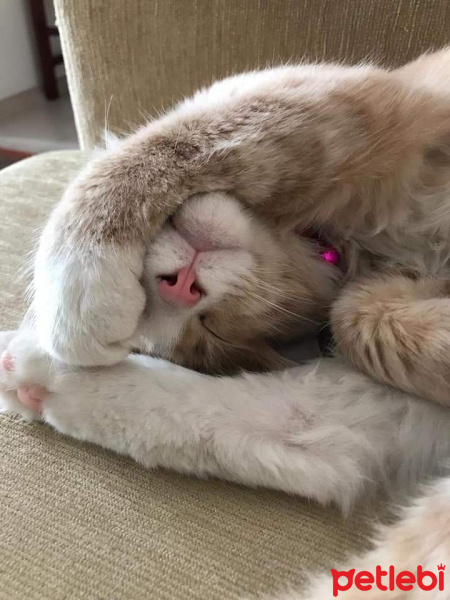 Tekir Kedi, Kedi  Paşa fotoğrafı