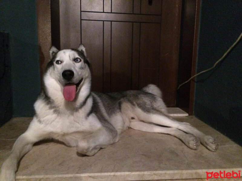 Sibirya Kurdu (Husky), Köpek  Max fotoğrafı