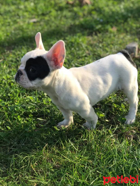 Fransız Bulldog, Köpek  BONY fotoğrafı