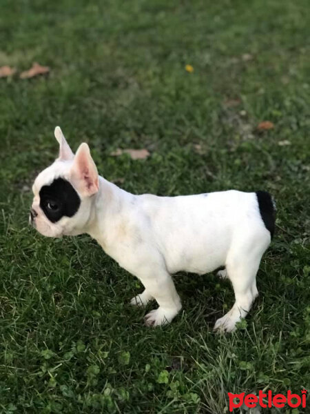 Fransız Bulldog, Köpek  BONY fotoğrafı