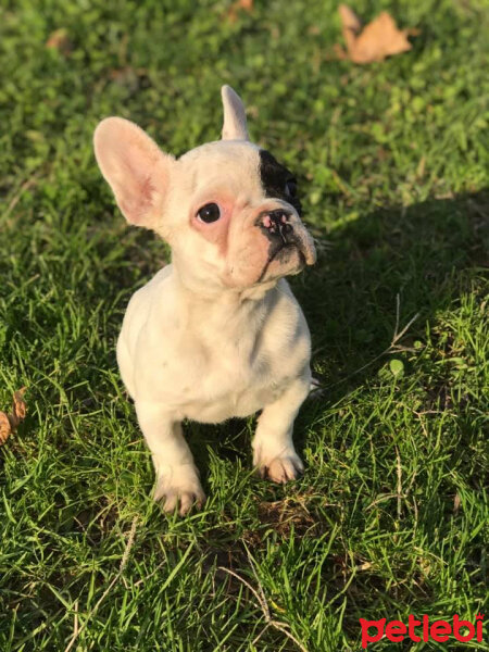 Fransız Bulldog, Köpek  BONY fotoğrafı