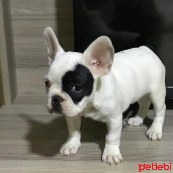 Fransız Bulldog, Köpek  BONY fotoğrafı