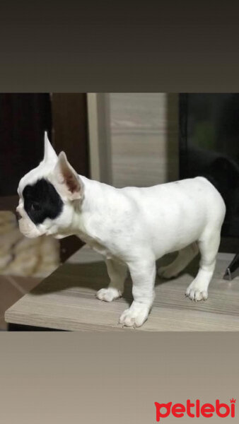 Fransız Bulldog, Köpek  BONY fotoğrafı