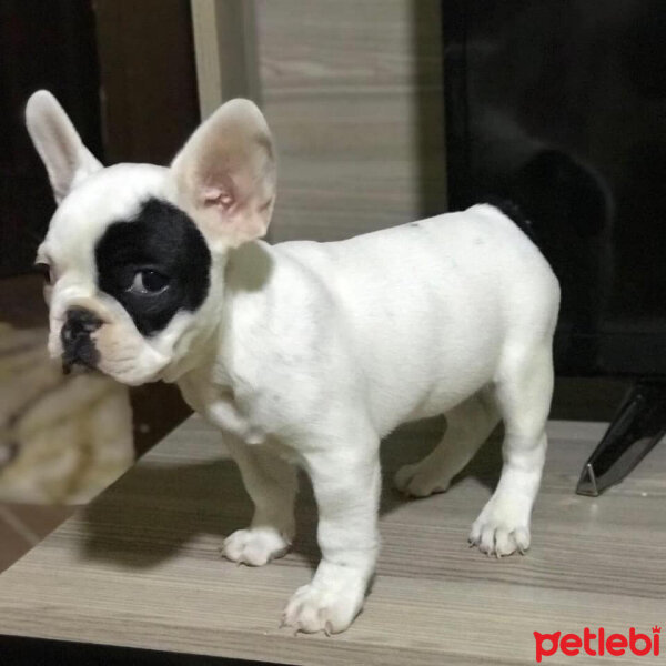 Fransız Bulldog, Köpek  BONY fotoğrafı