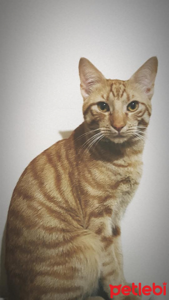 Tekir Kedi, Kedi  Çapçap fotoğrafı
