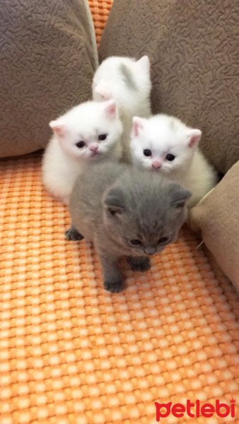 British Shorthair, Kedi  Fındık fotoğrafı