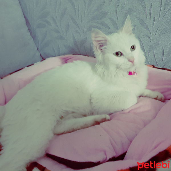 Ankara Kedisi, Kedi  Pamuk fotoğrafı